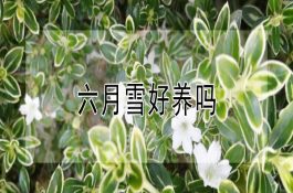 日本对虾收获与加工