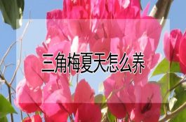 乙羧氟草醚在麦田使用