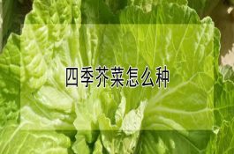 水稻化控旱育壮秧技术
