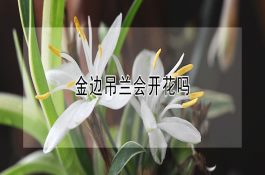 福寿鱼的养殖及疾病防治技术