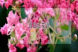 百日红花语是什么？基本知识与用途