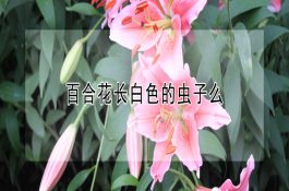 旱地小麦的栽培要点