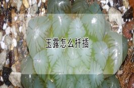 鱼鳔精深加工技术