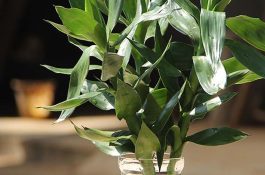 鹅副粘病毒和球虫病混合感染的诊疗体会