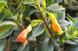 蕉芋能否用多效唑和膨大剂