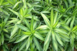 百合竹的养殖方法和注意事项（详解）