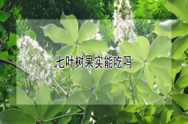 一起雏鹅因免疫操作失误致死的病例报告