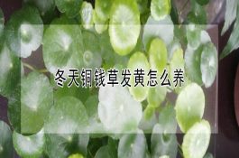 河南（水稻中后期田间管理技术意见）