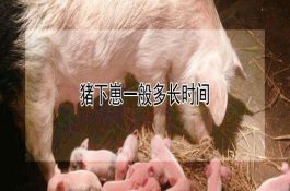猪下崽一般多长时间 猪下崽一般多长时间