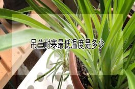 夏养龙虾要把八关