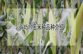 黄河口三疣梭子蟹怎么养？饲养环境、饲料与日常管理要点