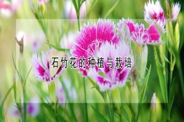 甲鱼白底板病病因及症状