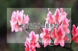 黄鳝的消化系统有何特殊性? 黄鳝的消化系统有何特殊性?