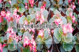 六线鱼