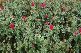 土池养鳗疾病与水环境的关系