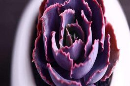 肉鹅2个月出栏饲养法