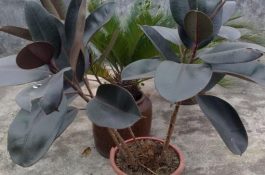 橡皮树有毒吗（橡皮树能放在卧室吗）