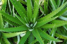 芦荟怎么吃减肥（芦荟可配作辅料菜肴）