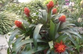 冬小麦夏花生双高产的种法