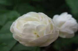 茉莉花怎么浇水(茉莉花浇水方法)