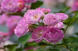 肉用鸭最佳出栏期