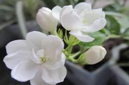 茉莉花施肥方法（教你五种基本施肥方法）