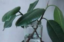 专家“切脉”的养青虾