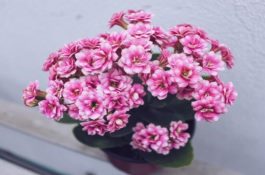 长寿花浇水方法（做到宁干勿湿、浇则浇透原则(生长期/花期)）