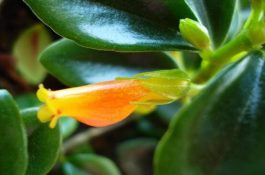 金鱼吊兰叶子发黄怎么办（三种原因及解决办法）