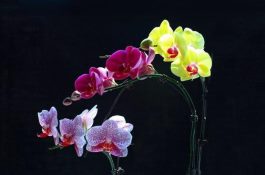 蝴蝶兰花怎么养（教你七种好方法养的郁郁葱葱）