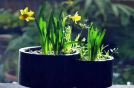 水仙花三大培植方法（介绍三种种植方法(土培/水培/沙培)）