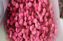 新型地膜促进水稻增产