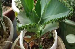 川味泥鳅罐头的加工方法