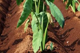 肉鸭防疫的关键管理措施