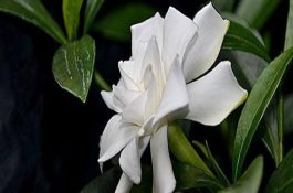 二线小丑鱼的人工繁殖