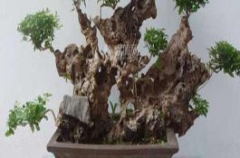 鹅常用抗生素药物――氨苄青霉素(氨苄西林、安必仙)