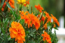 黄鳝的养殖现状和市场前景