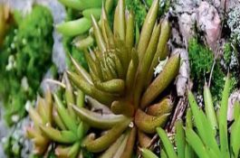 无公害泥鳅繁育技术