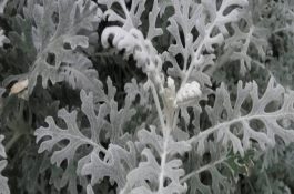巧治观赏鱼水霉病