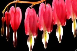 水稻新品种通过审定