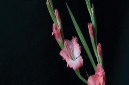 京冬8号小麦的新品