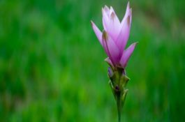 鹅大肠杆菌病（俗称蛋子瘟）