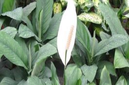 一帆风顺叶子发黄是