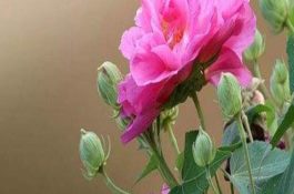 水稻良种选购五注意