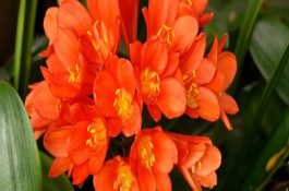 如何选择鱼苗、鱼种？