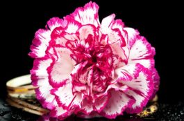 怎样在池塘里养泥鳅