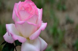 月季花可以嫁接在哪些树（详解）