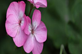 鳗种的放养模式如何