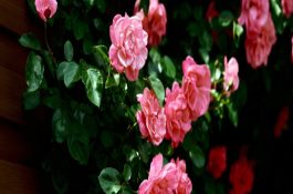 蔷薇花秋天怎么养护