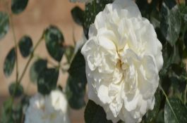 芙蓉蟹斗